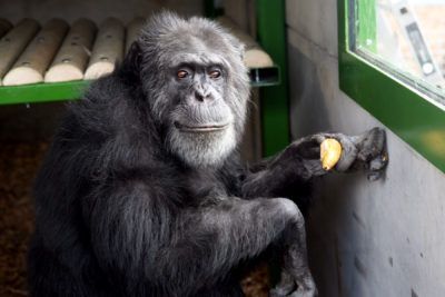 Romag glass has improved viewing at the Wales Ape & Monkey Sanctuary in the Brecon Beacons.