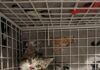 No cat left behind at JELD-WEN