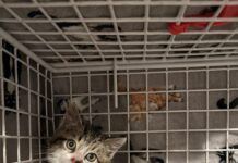 No cat left behind at JELD-WEN