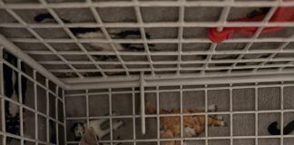No cat left behind at JELD-WEN